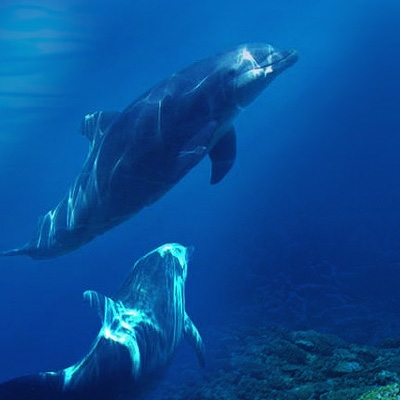 万弘海洋生物